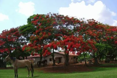ipÃª