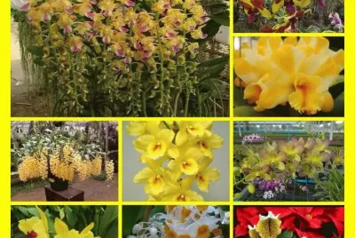 orquÃ­deas