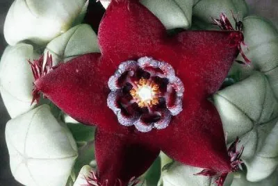 flor jigsaw puzzle