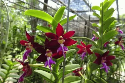 orquÃ­dea