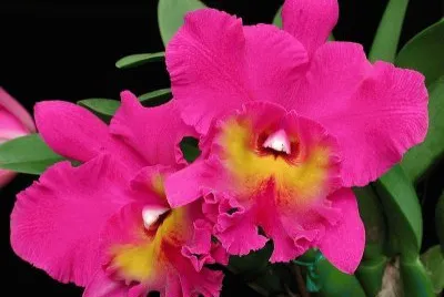 orquidea
