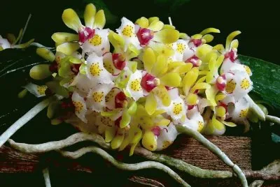 orquÃ­dea