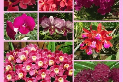 orquÃ­dea