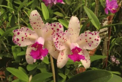 orquÃ­dea