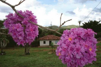 ipÃª