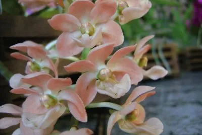 orquÃ­dea jigsaw puzzle
