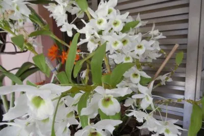orquideas jigsaw puzzle
