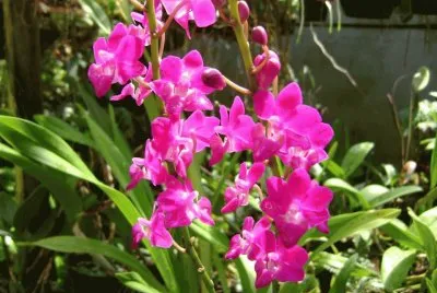 orquidea
