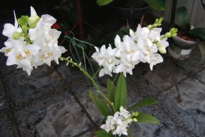 orquidea