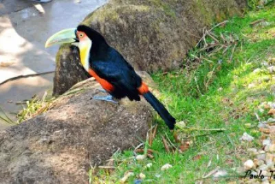tucano