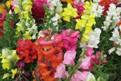 fleurs