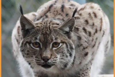 Animaux d 'Europe