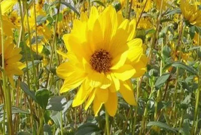 - amarelo ouro