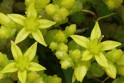 sedum