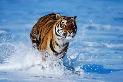 tigre3