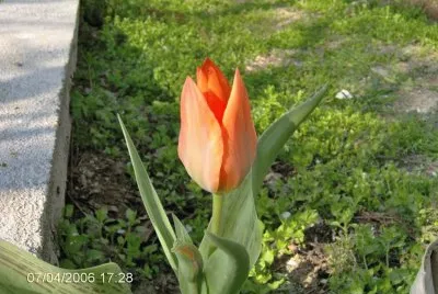 tulipano