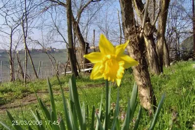 narciso