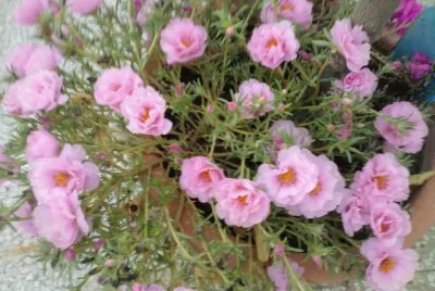 portulacca