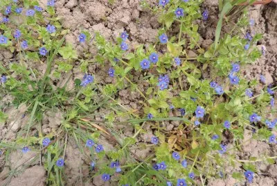 Florecillas
