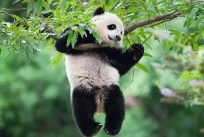 PANDITA.