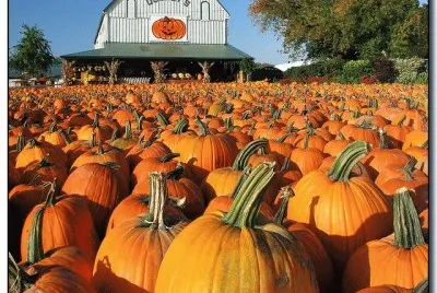 Pumpkins at Downey 's farm market  Ontario