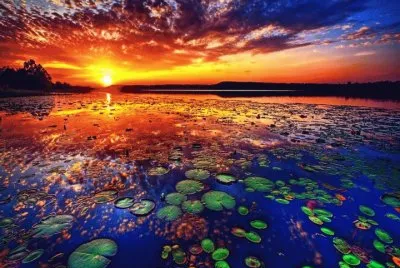 Lily Pads jigsaw puzzle