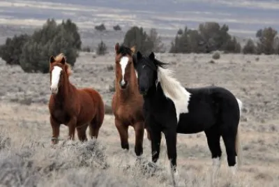Caballos salvajes en Tierra Del Fuego