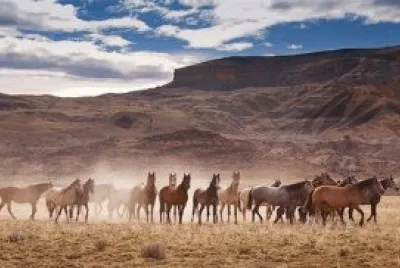 Baguales al galope por la pampa