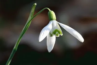 perce neige
