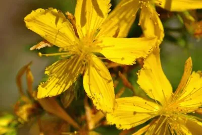 פאזל של Hierba de San Juan