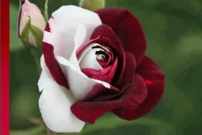 פאזל של Rosa Bicolor