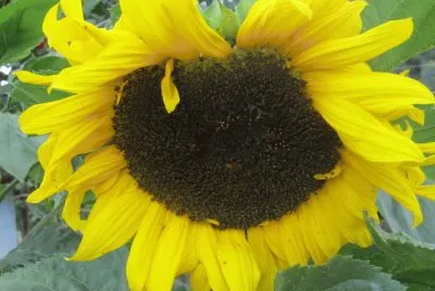 Girasol