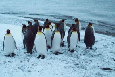 PingÃ¼inos Emperador, Porvenir