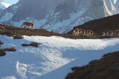Guanacos en Pto. Natales