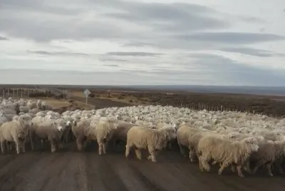 Ovejas en Porvenir