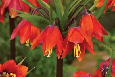 fleurs