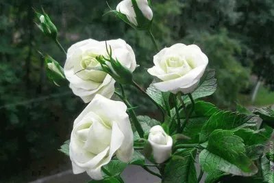 fleurs: roses