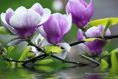 fleurs: magnolia