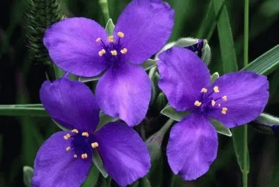 fleurs
