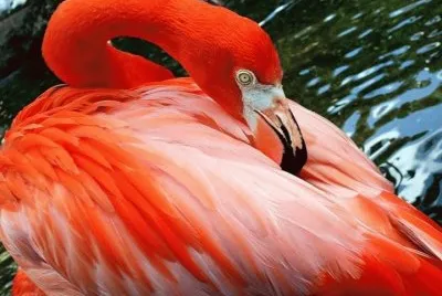 flamand rose