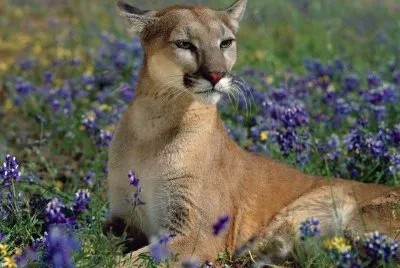 linx
