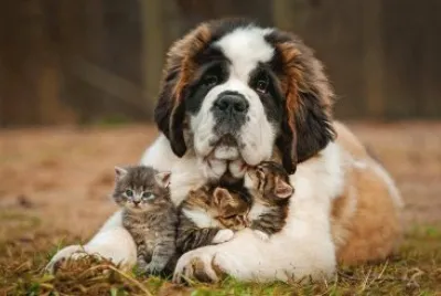 chien et chats