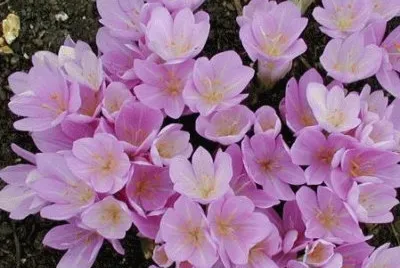 colchicum