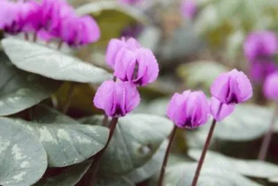 cyclamen