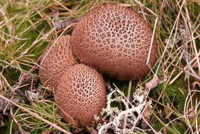 פאזל של Lycoperdon Umbrinum