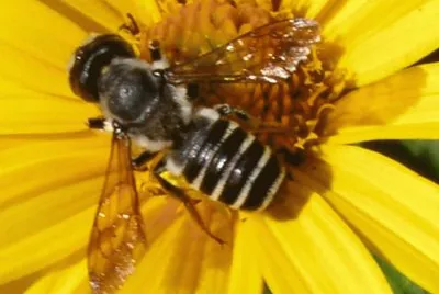 פאזל של Megachilidae en Girasol - Pensilvania