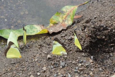 Mariposas Amarillas