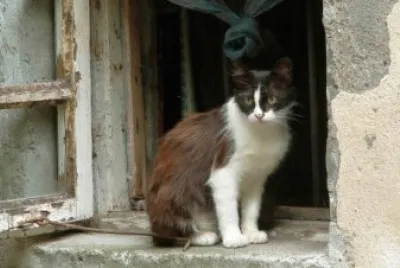 UN GATO EN LA VENTANA