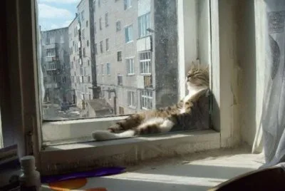 UN GATO DESCANSANDO EN LA VENTANA