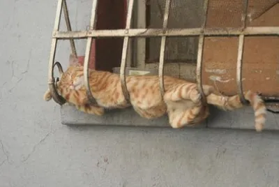 OTRO GATO HOLGAZAN